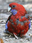 Crimson Rosella