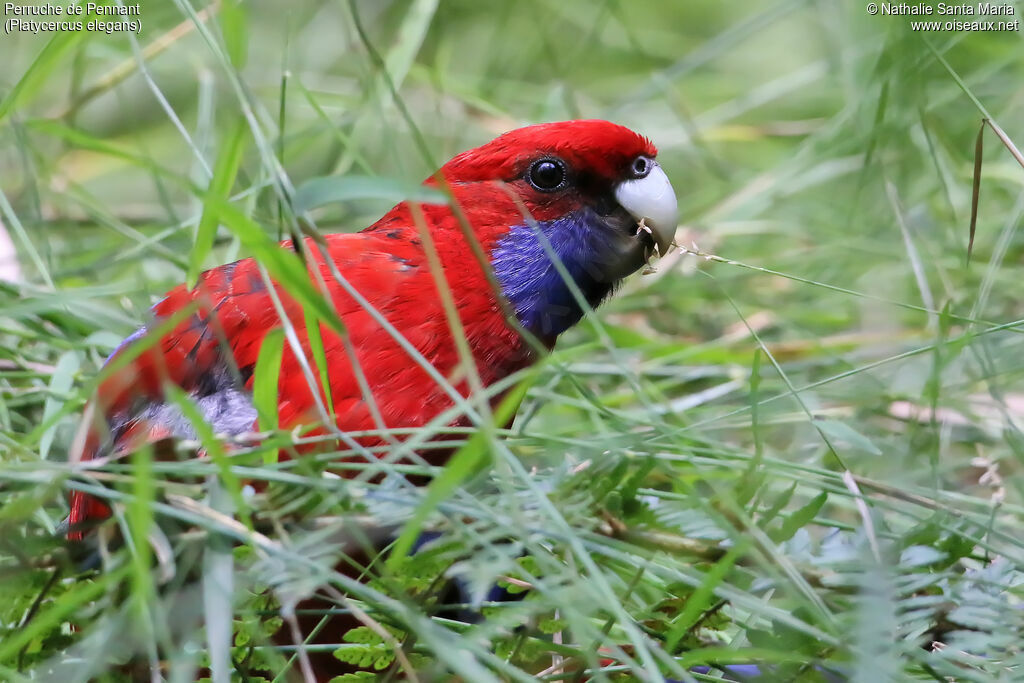 Crimson Rosellaadult, close-up portrait, eats