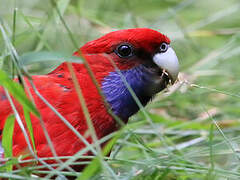 Crimson Rosella