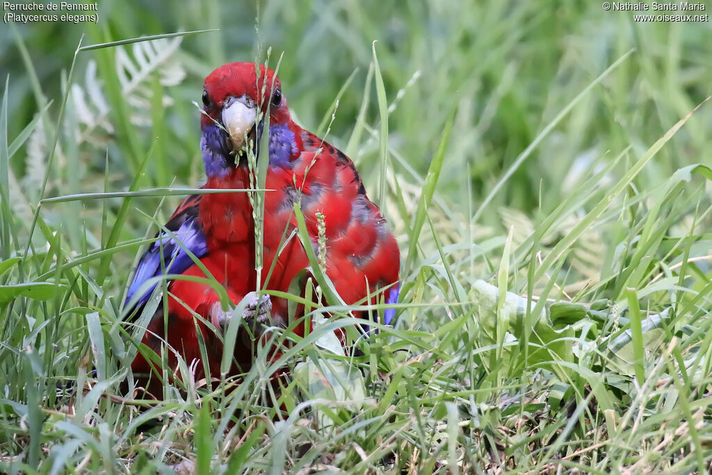 Perruche de Pennantadulte, identification, mange