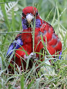 Crimson Rosella