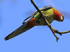 Eastern Rosella