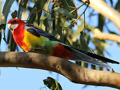 Eastern Rosella