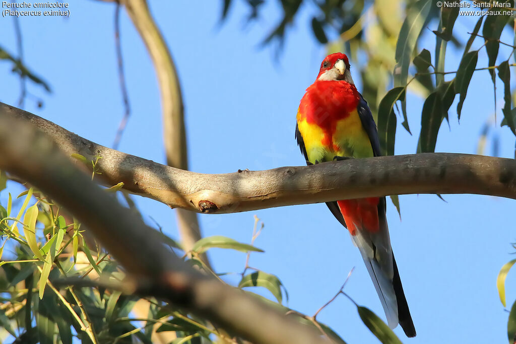 Eastern Rosellaadult, identification