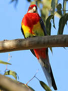 Eastern Rosella