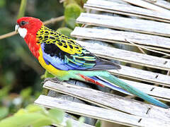 Eastern Rosella