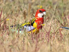 Eastern Rosella