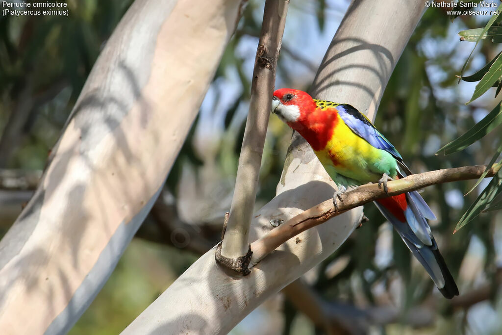 Eastern Rosellaadult, identification