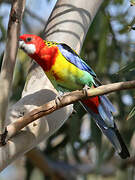 Eastern Rosella