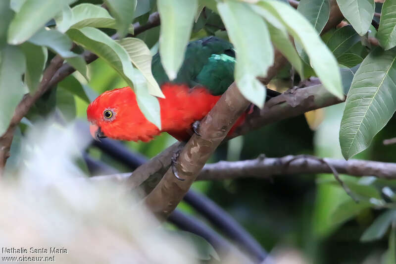 Australian King Parrot male adult, close-up portrait
