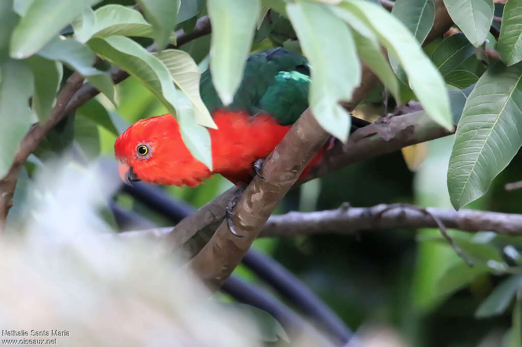 Australian King Parrot male adult, close-up portrait