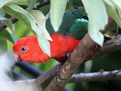 Australian King Parrot