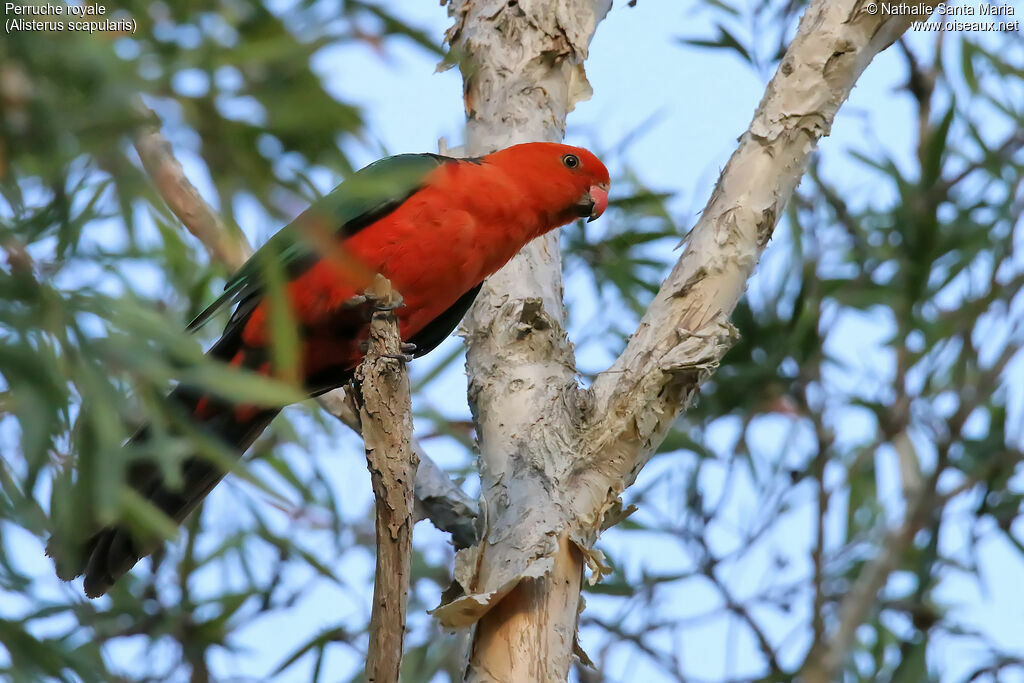 Australian King Parrot male adult, identification