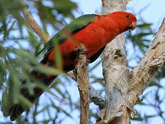 Australian King Parrot