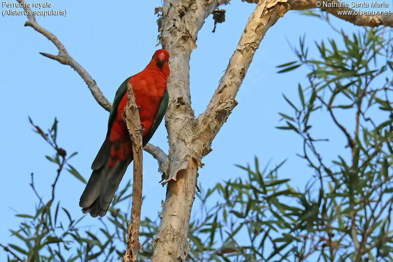 Australian King Parrot male adult, habitat