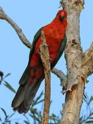 Australian King Parrot