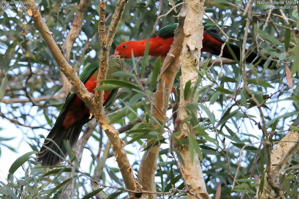 Australian King Parrot male adult, habitat, Reproduction-nesting