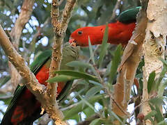 Australian King Parrot