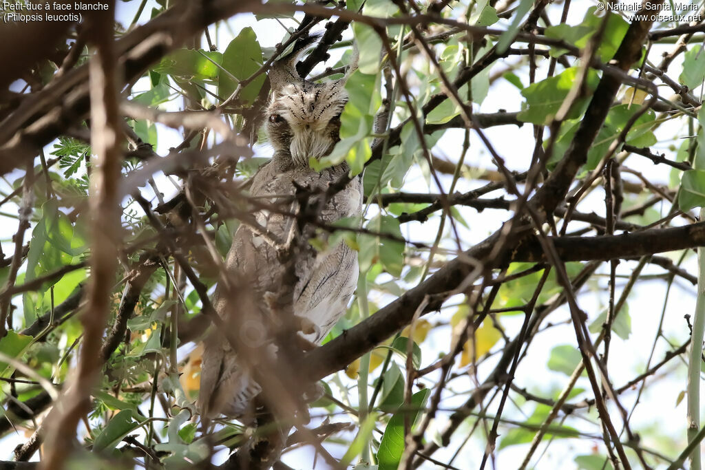 Northern White-faced Owladult, identification, habitat