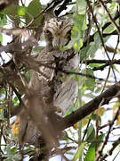 Northern White-faced Owl