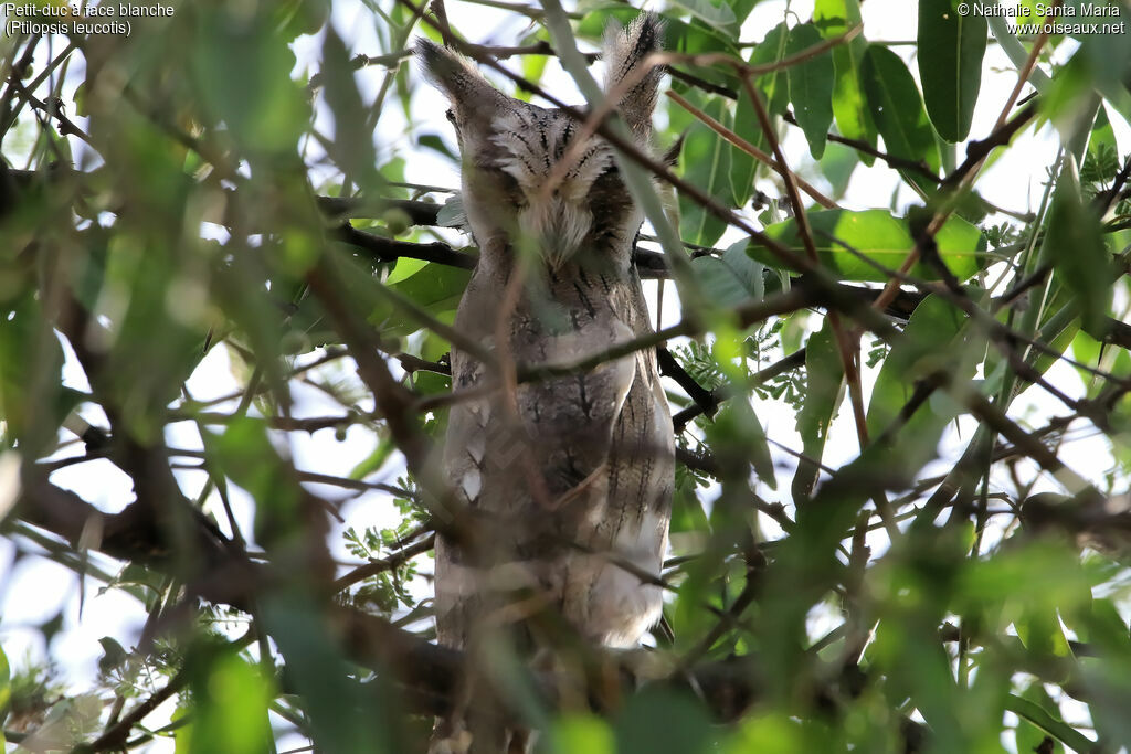 Northern White-faced Owladult, identification, habitat