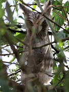 Northern White-faced Owl