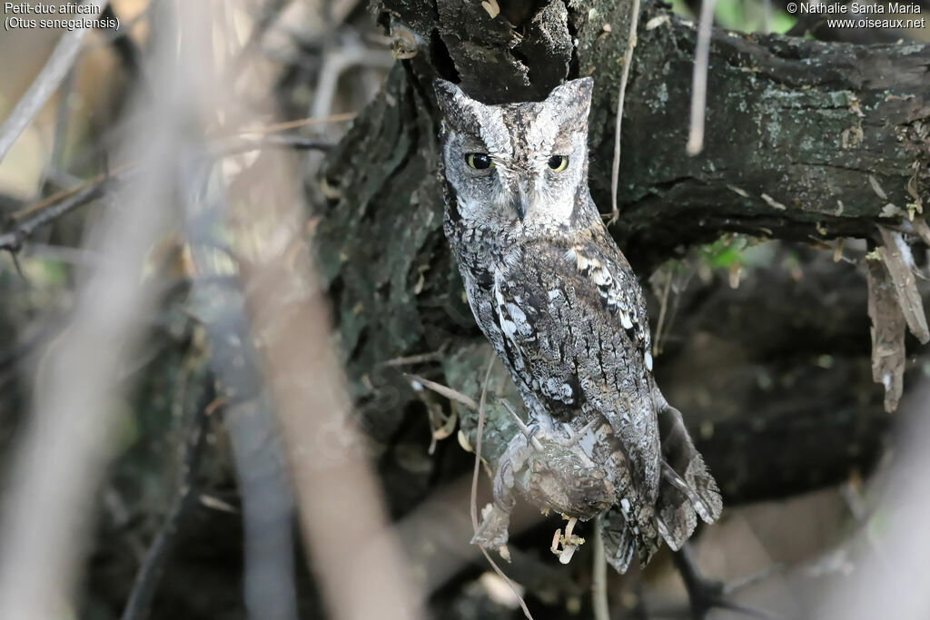 African Scops Owladult, identification, habitat, camouflage