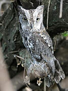 African Scops Owl