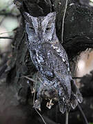 African Scops Owl