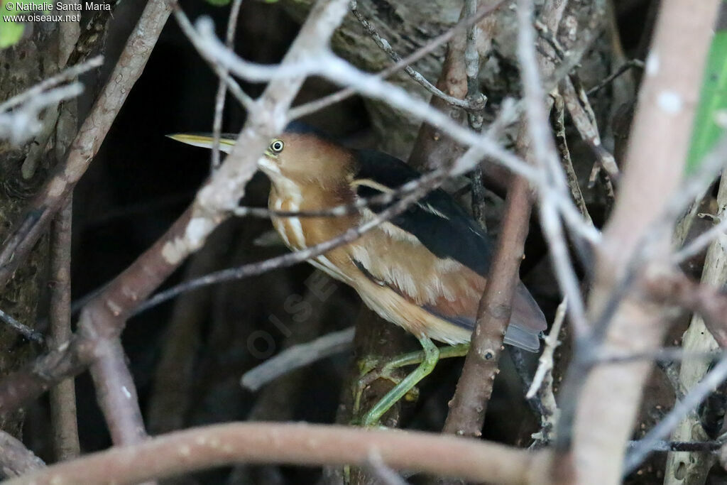 Petit Blongiosadulte, habitat