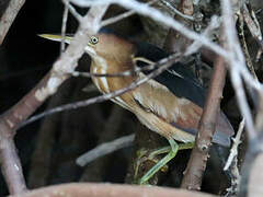 Least Bittern