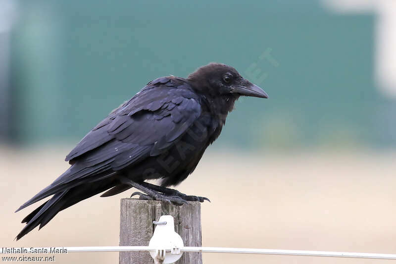 Little Ravenimmature, identification