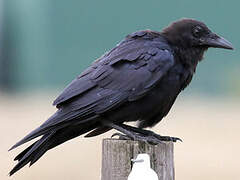 Little Raven