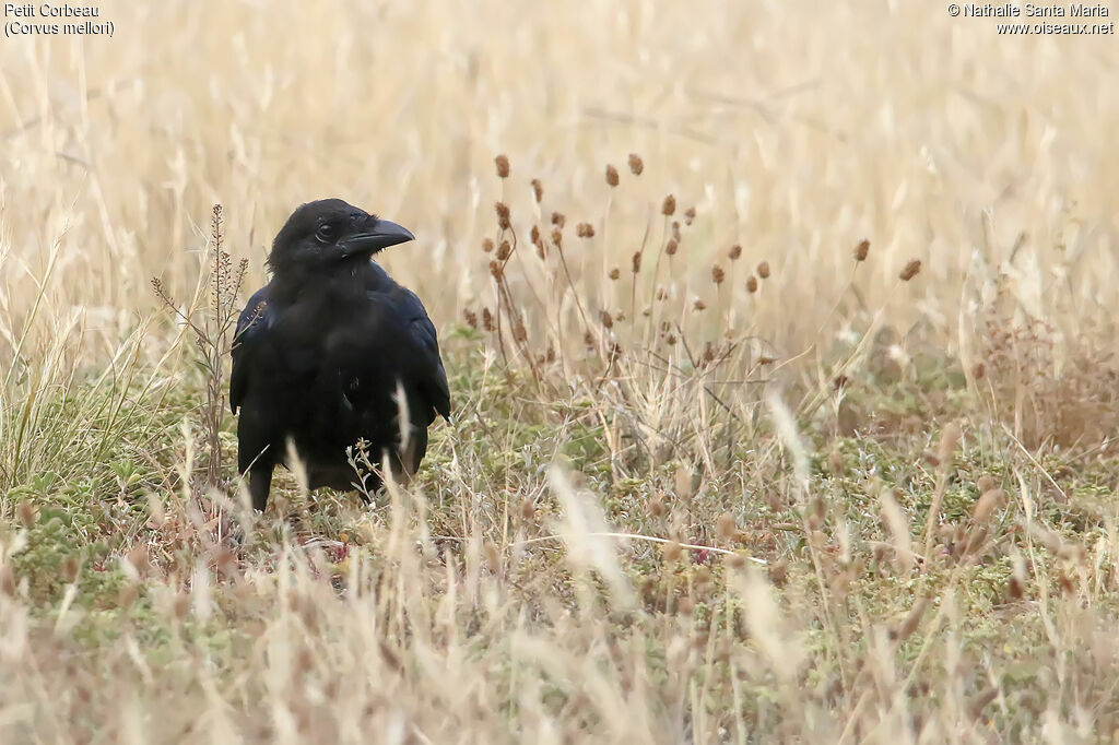 Little Ravenimmature, habitat