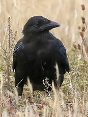 Petit Corbeau