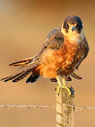 Australian Hobby