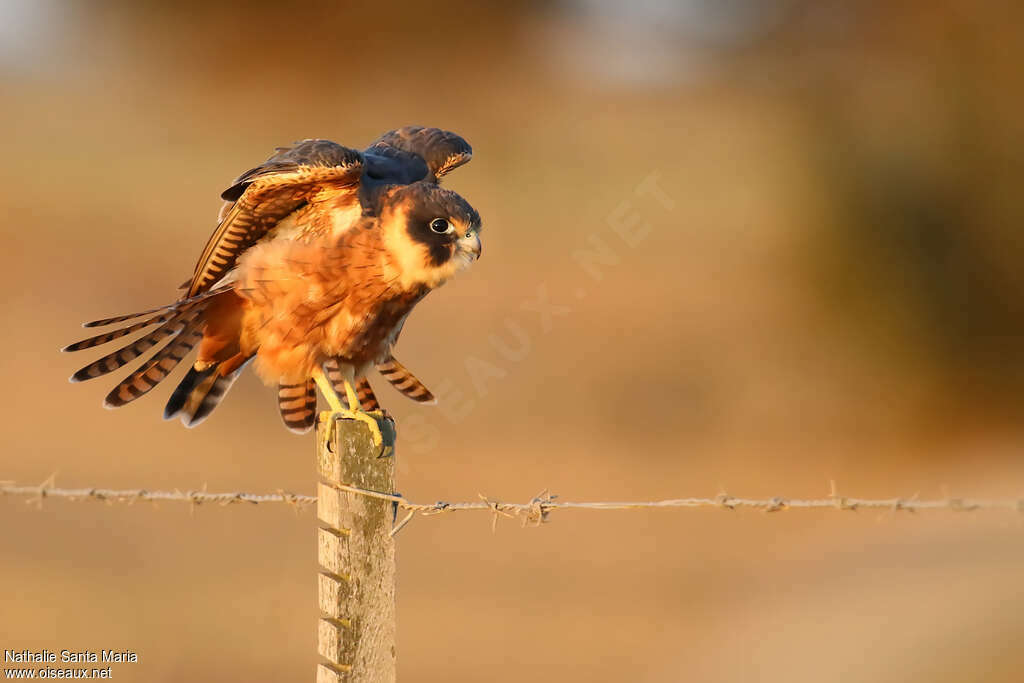 Australian Hobbyjuvenile, aspect