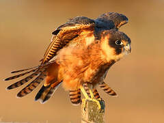 Australian Hobby