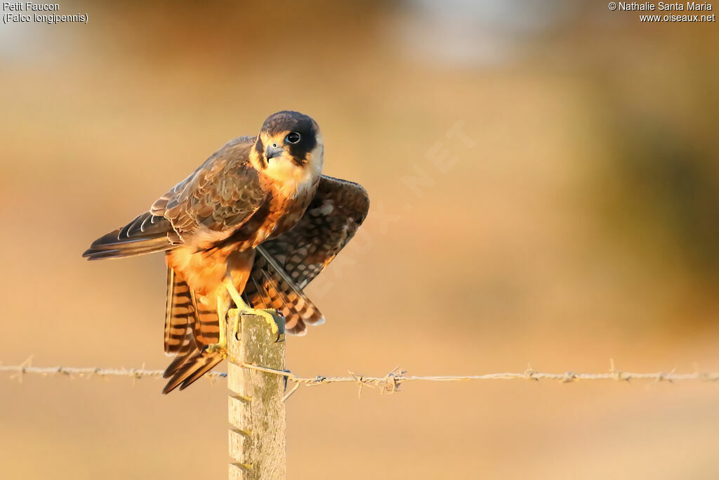 Australian Hobbyjuvenile, identification