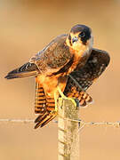 Australian Hobby