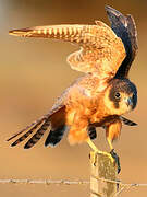 Australian Hobby