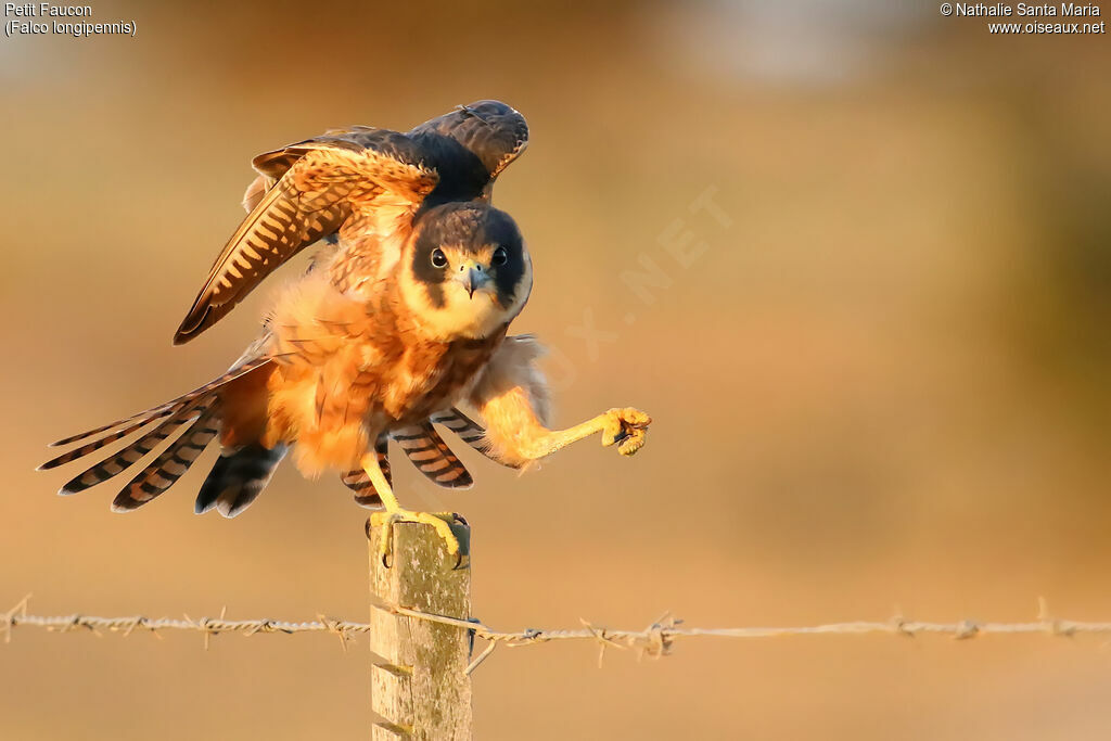 Australian Hobbyjuvenile, identification, aspect