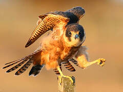 Australian Hobby