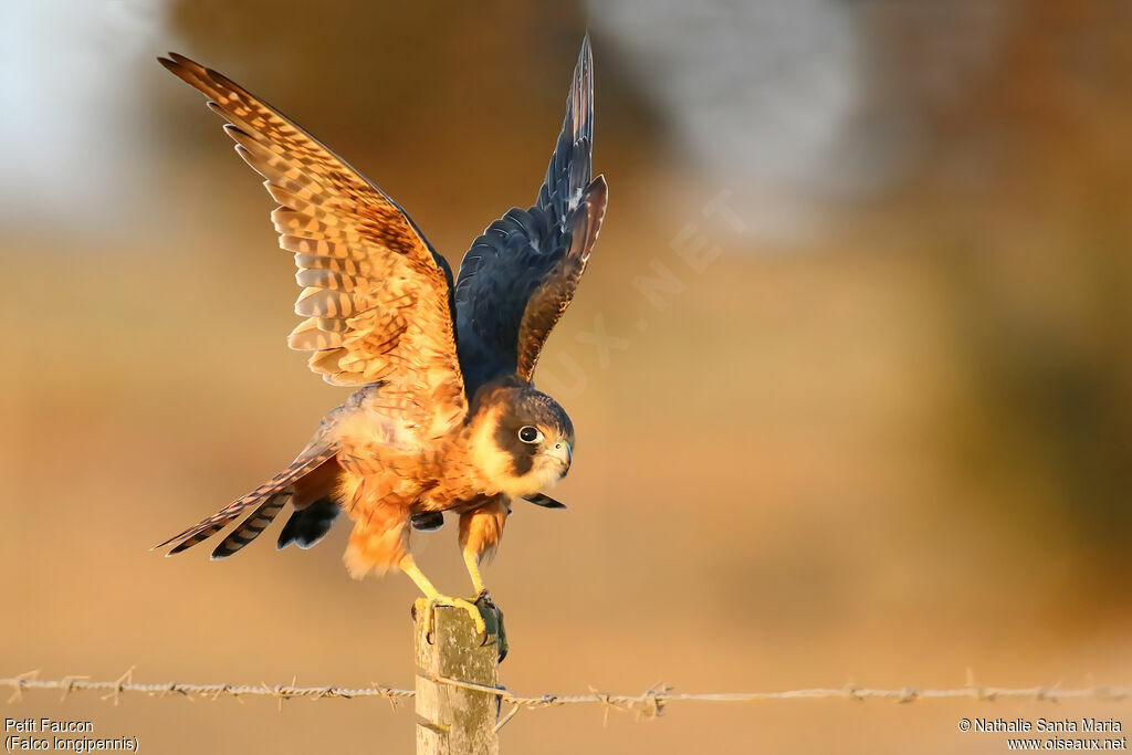 Australian Hobby