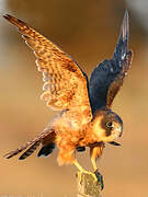 Australian Hobby