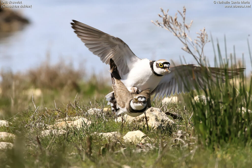 Little Ringed Ploveradult, habitat, mating.