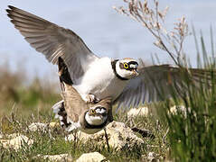 Little Ringed Plover