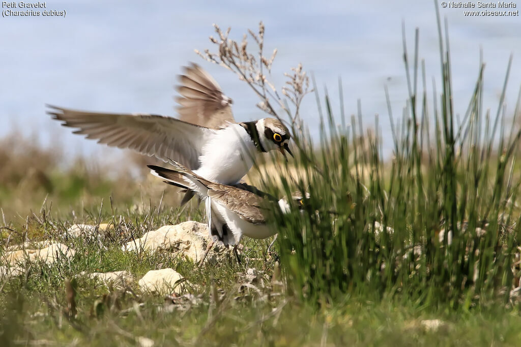 Little Ringed Ploveradult, mating.