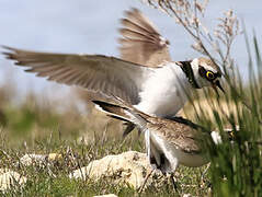 Little Ringed Plover