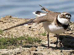 Little Ringed Plover